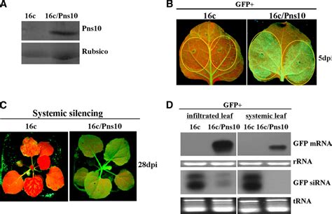 Rdv Pns Suppressor Activity In Transgenic N Benthamiana C Pns