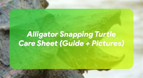 Alligator Snapping Turtle Care Sheet (Guide + Pictures) – TurtleOwner.com