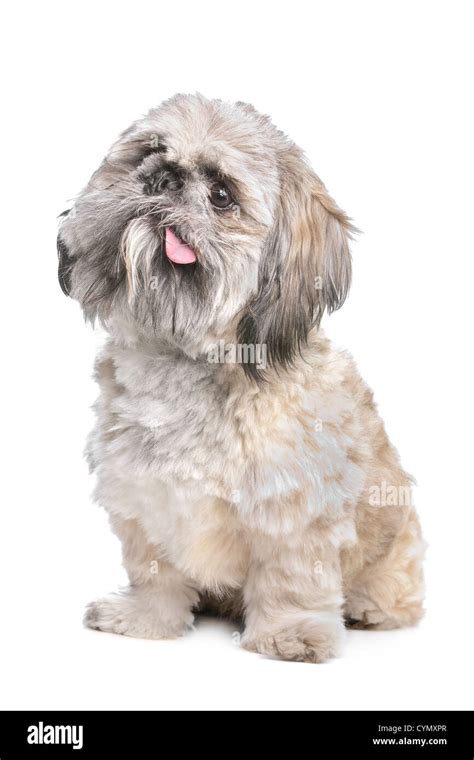 Mezcla De Raza Shih Tzu Y Un Perro Pekinés Fotografía De Stock Alamy