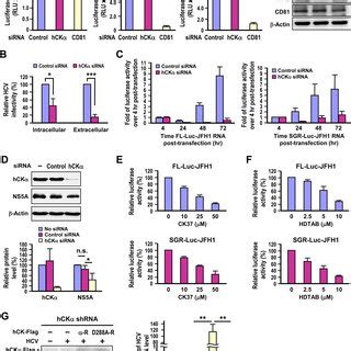 Requirement Of HCK For HCV RNA Replication A Huh7 Cells Transfected