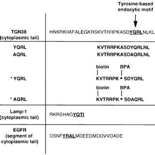 Schematic Representation Of Peptides Used For The Cross Linking