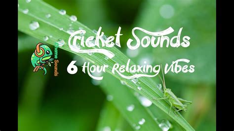 🎧 6 Hours Crickets Sounds Summer Night Deep Sleep Meditation And Relaxation Youtube