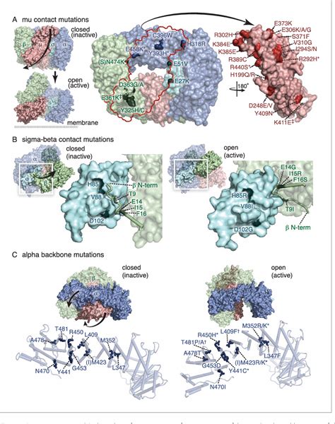 Figure From The Membrane Associated Proteins Fcho And Sgip Are