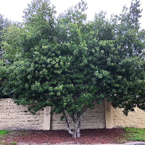 Wax Myrtle Myrica Cerifera Buy Wax Myrtle Online The Tree Center