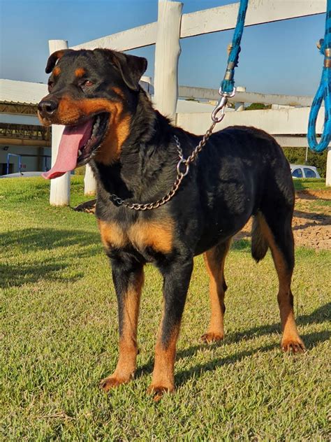 Aprender Sobre 30 Imagem Quero Adotar Um Rottweiler Br Thptnganamst