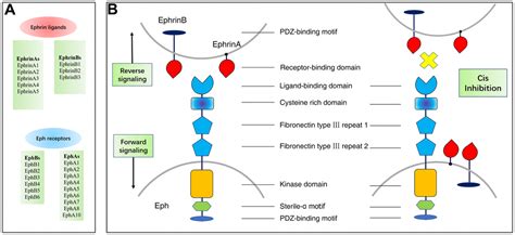 The Ephephrin System In Primary Bone Tumor And Bone Cancer Pain Aging