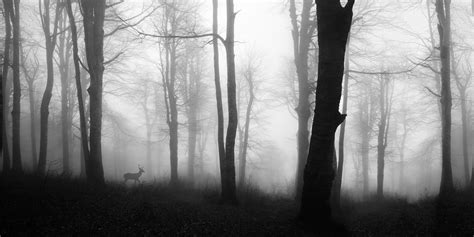 Black & white stag & misty forest wallpaper mural - Feathr™ Official Site