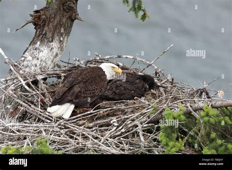 American Eagles Hi Res Stock Photography And Images Alamy