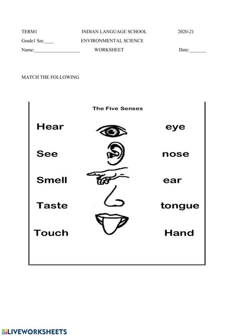 Sense Organs Worksheet Live Worksheets