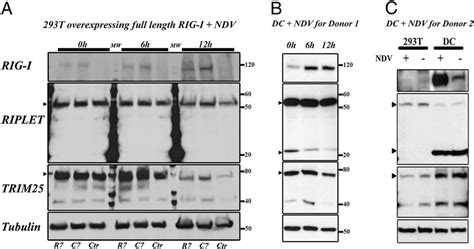 RIG I RIPLET And TRIM25 Expression In Uninfected And NDV Infected