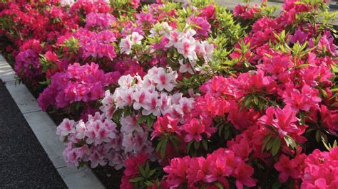 Rhododendron - Azaleas & Rhododendron - Hello Hello Plants & Garden Supplies