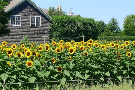 Sunflower Garden Ideas 2023