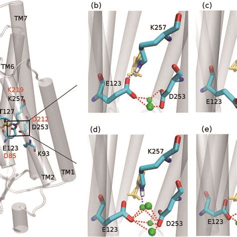 A The Seven Helices Tm1tm7 Structure Of Chr2 Homology Model Using