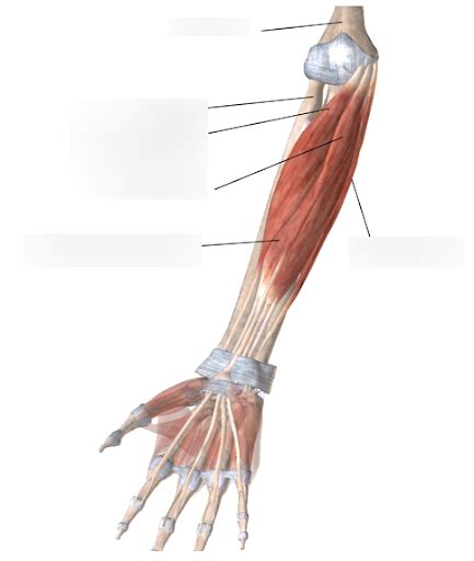 Anterior Of Right Superficial Wrist Flexors Diagram Quizlet