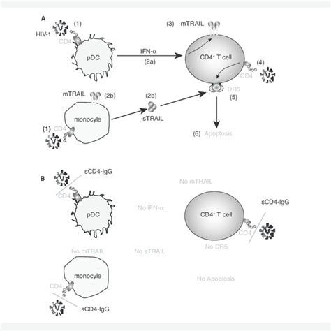 Hiv 1 Induced Apoptosis Of Cd4 T Cells A And Inhibition Of Download Scientific Diagram