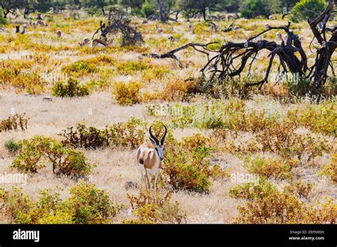 A Springbok Antelope Backlit Between Grass And Bushes In The Savannah