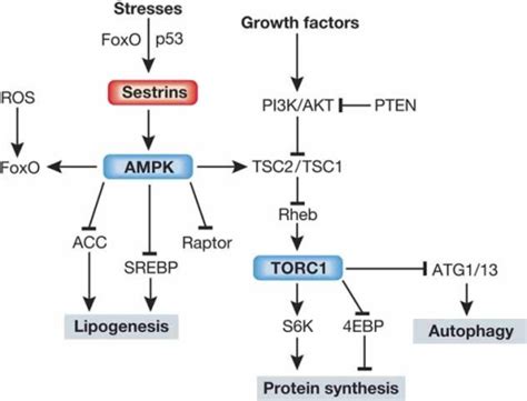 Role Of Sestrins In Cell Signallingsesn Regulates Ampk Open I