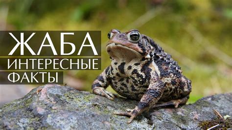 Жаба - интересные факты - YouTube