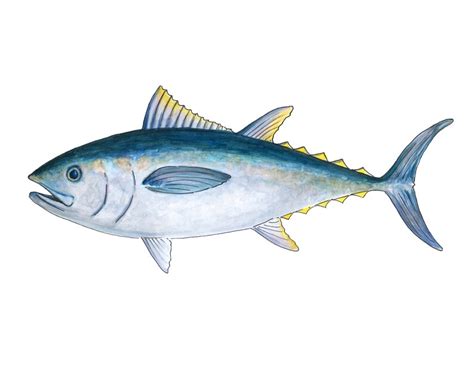 Bluefin Tuna Watercolor Fine Art Print - Etsy