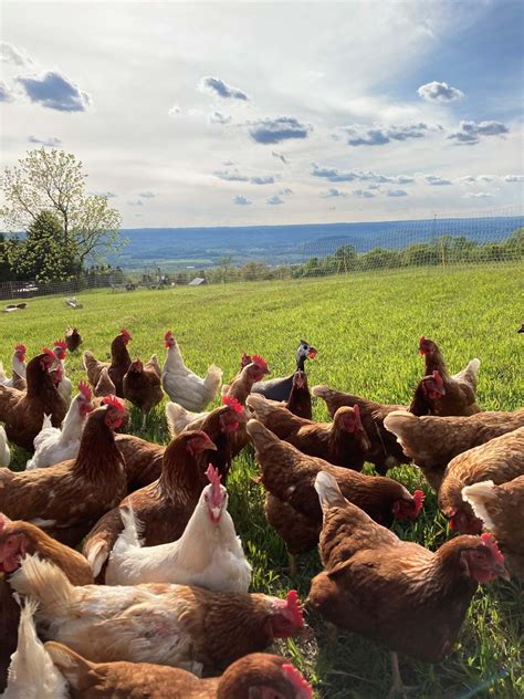 Mushrooms Pasture Raised Eggs And Pork Leesburg Virginia