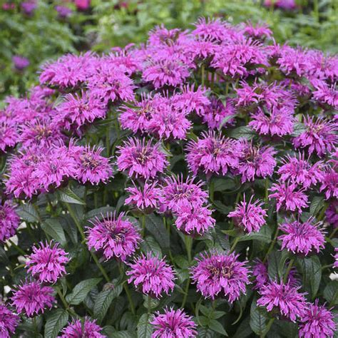 Bee Balm Monarda Electric Neon Purple In The Bee Balms Database