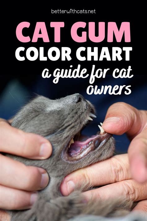 Cat Gum Color Chart A Guide For Cat Owners Cat Quotes Funny Pet