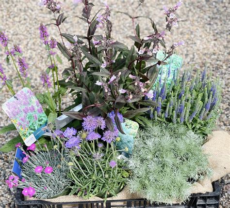 Perennial Assortment Fergusons Garden Center