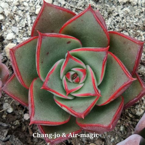 Echeveria Paso Doble Cacti And Succulents Echeveria Planting