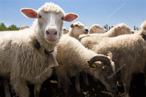 Livestock Farm Herd Of Sheep — Stock Photo © Milous 3547614