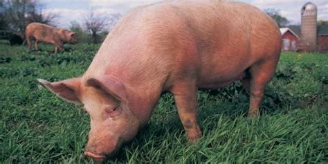 141+ Pet Pig Names for Your Cute Piglet | Farming Base