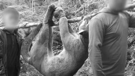 Exhiben Como Trofeo A Un Puma Cazado Y Torturado En Nte De Santander