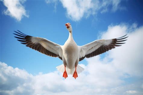 Premium Photo A Goose In Flight