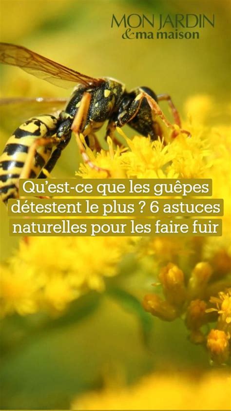 Quest ce que les guêpes détestent le plus 6 astuces naturelles pour