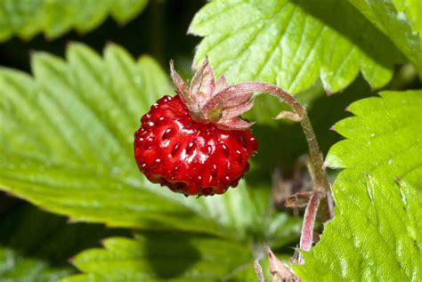 Frutas Arboles Frutales