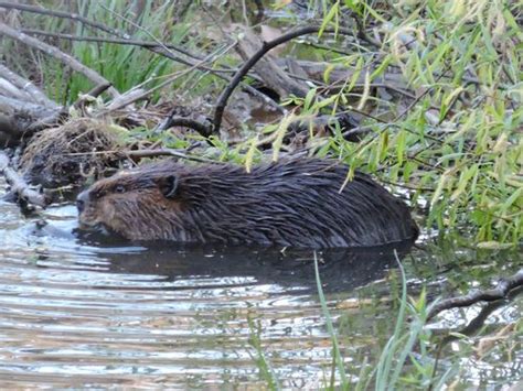 Georgia Backyard Nature: Beaver