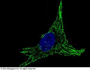 Anti HSPD1 Rabbit Polyclonal Antibody VWR