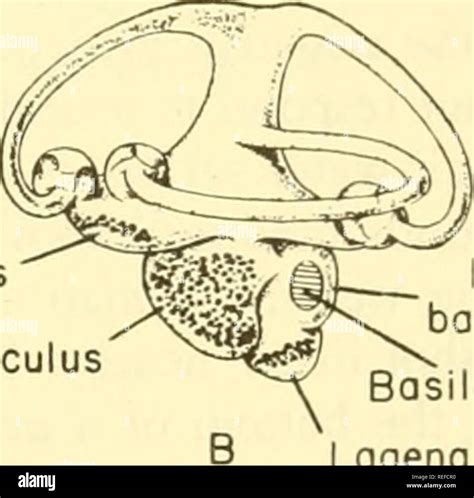 Basilar Membrane Fotos Und Bildmaterial In Hoher Aufl Sung Alamy