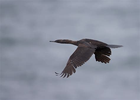 Bird Of The Week Pelagic Cormorant The Mudflats Interesting