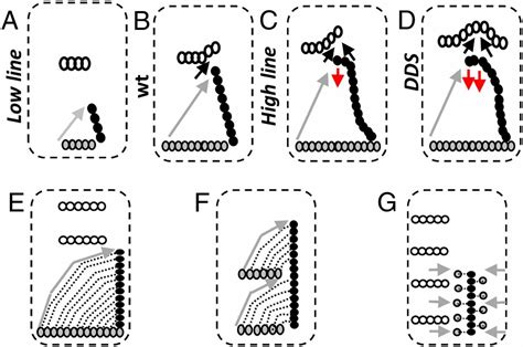 Evolution Of Drosophila B Length Illustrates The Inextricable