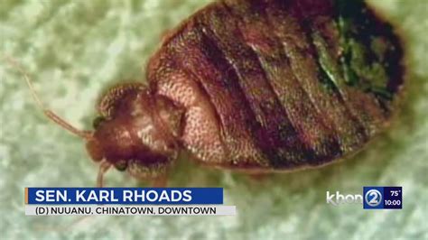 Bed Bugs Bill Prevents Landlords From Renting Infested Units Youtube