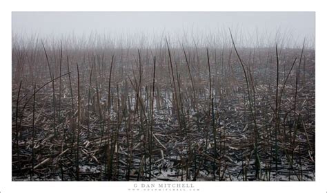 Tule Marsh, Fog | G Dan Mitchell Photography