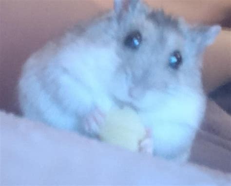 fluffy :D : r/hamster