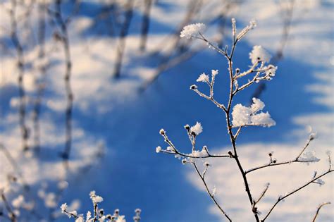 Free Images Landscape Tree Nature Grass Branch Snow Winter