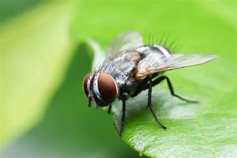 Forensic Entomology and Flies - Pointe Pest Control: Chicago Exterminator & Pest Control Service