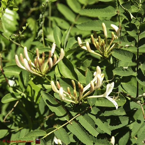 Het Virtuele Herbarium 612 Wilde Kamperfoelie Luuk