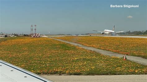 Want To See A California ‘superbloom Look No Further Than Lax Ktla