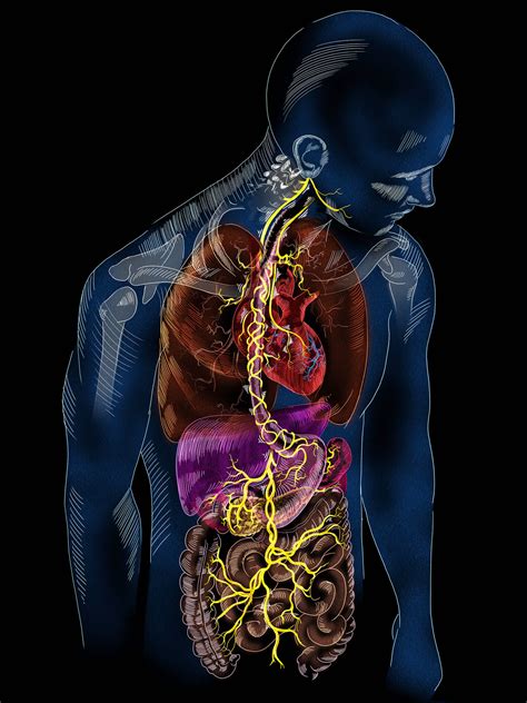 Vagus Nerve Anatomy