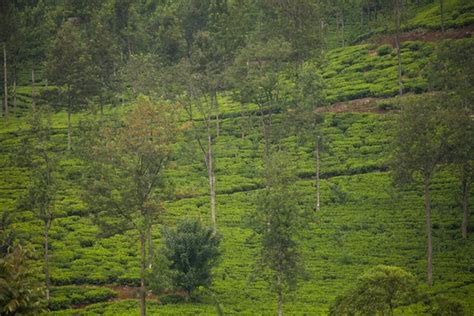 Ceylon tea plantation Stock Photos, Royalty Free Ceylon tea plantation ...