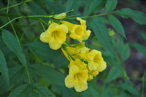 yellow elder national art gallery   bahamas