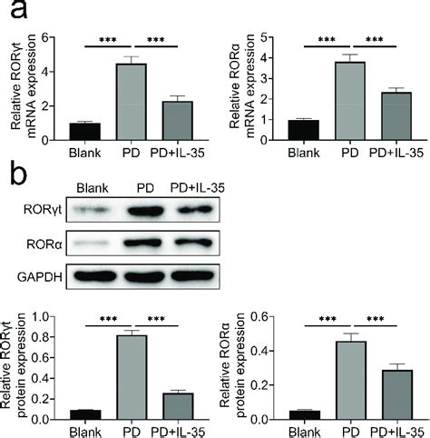 IL 35 reduced ROR γt and ROR α expression a Incubation with IL 35